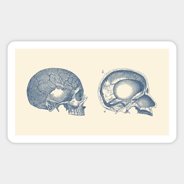 Human Skull - Classic Anatomy Magnet by Vintage Anatomy Prints